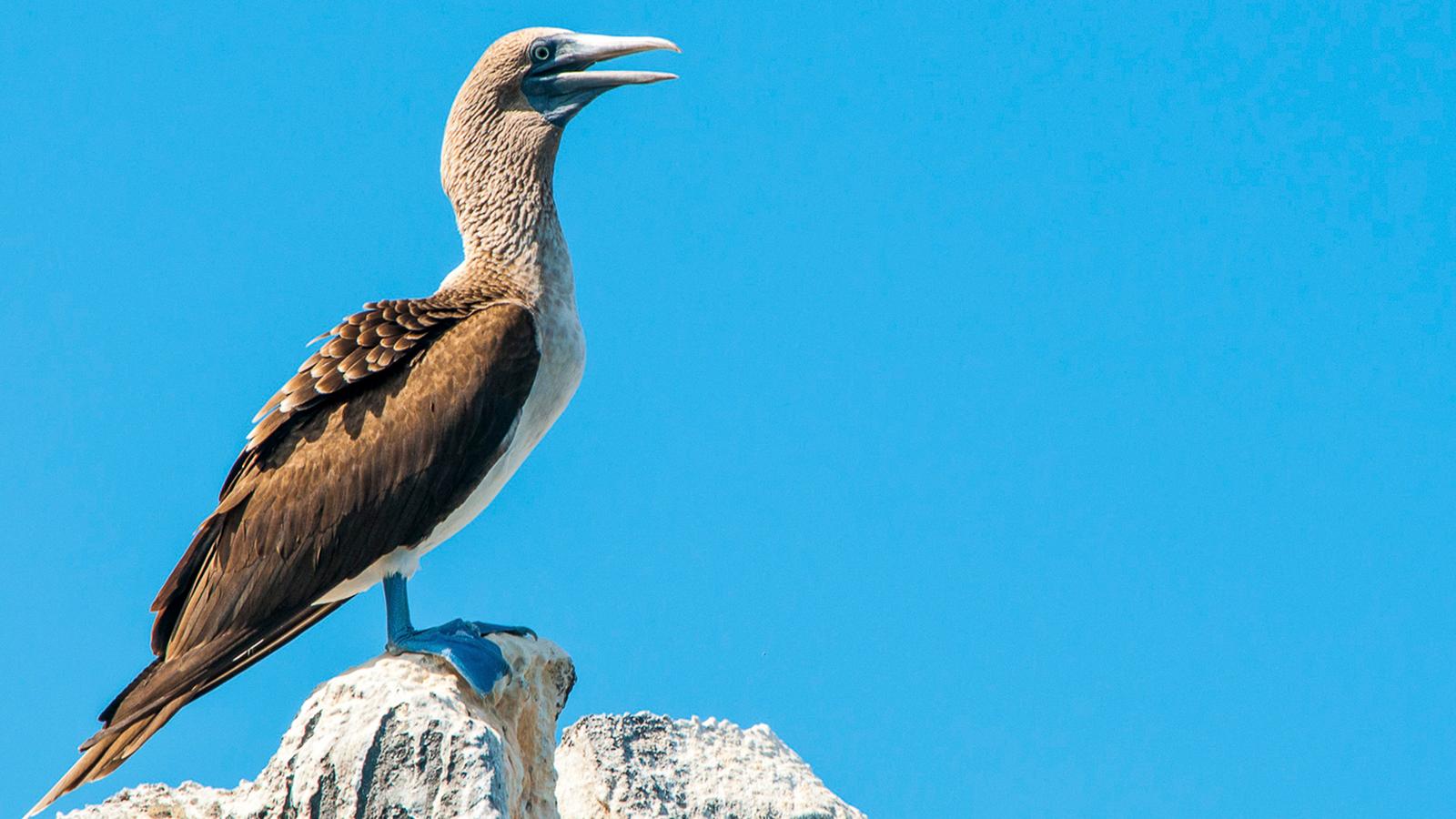 Reina Silvia Voyager Galapagos Catamaran - Offers & Secure Booking