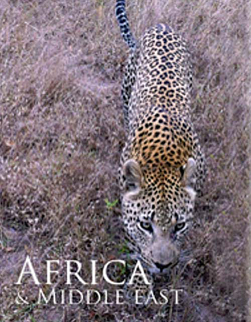 Africa and The Middle East Image