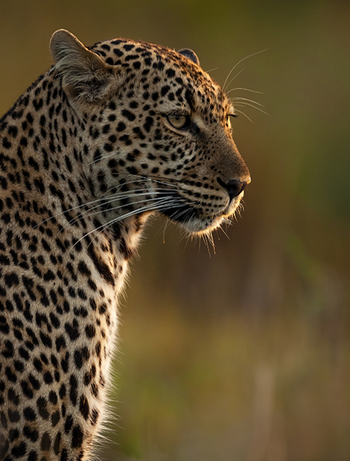 African Travel Africa Brochure