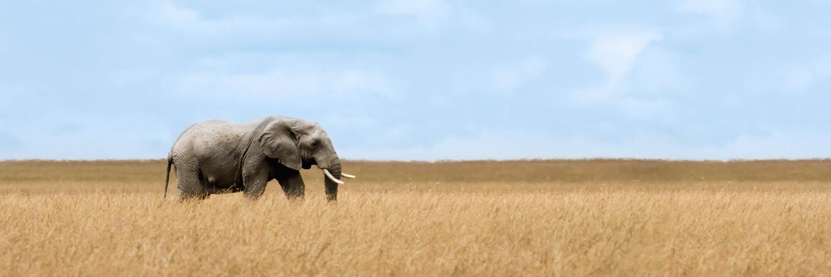 Promo Image