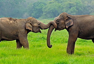 Sri Lanka Image