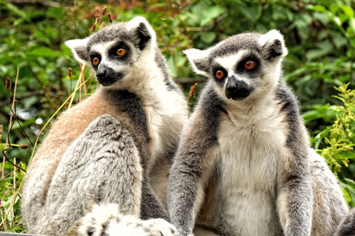 Madagascar Image