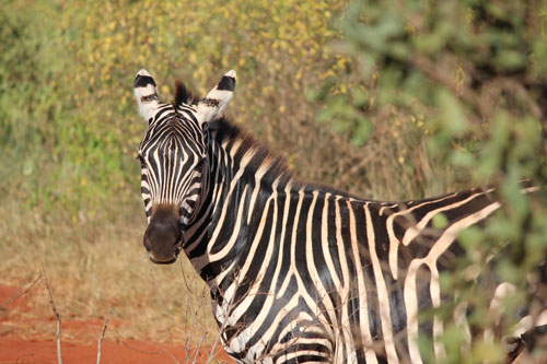 Kenya Image