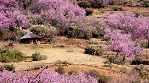 Lesotho Image