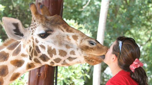 Kiss a Giraffe at the Nairobi Giraffe Centre, Kenya