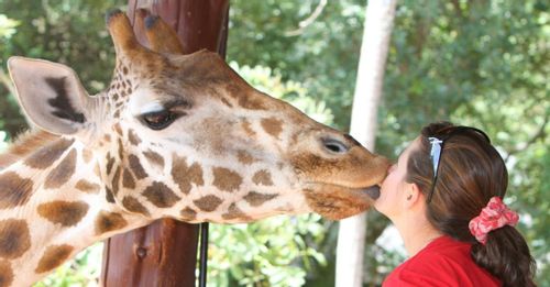 Kiss a Giraffe at the Nairobi Giraffe Centre, Kenya