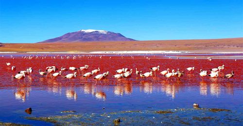 Birdwatch the abundance of flamingos dwelling around the Laguna Colorada