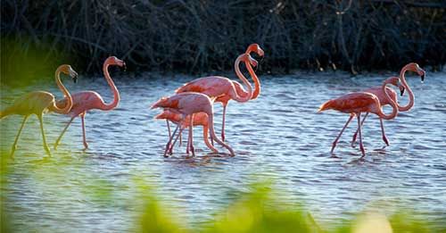 Walk through Flamingo Gardens