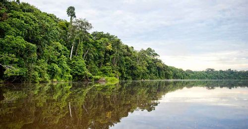 Trek through the Amazon Rainforest and discover the diverse wildlife in the Tambopata National Reserve