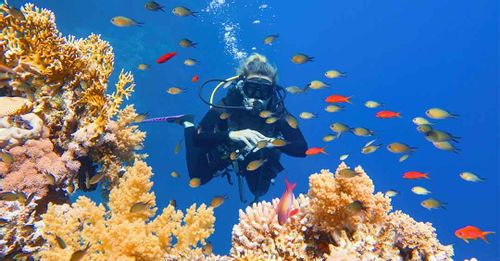 Swim the fishes and other marine life while exploring the underwater world of the Great Barrier Reef