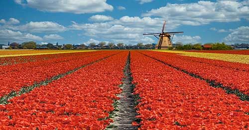 Lisse