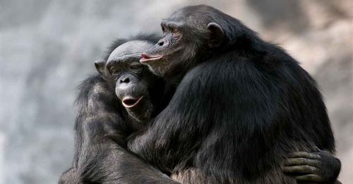 Gombe Stream National Park - Seeing Chimpanzees