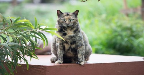 Lanai Cat Sanctuary