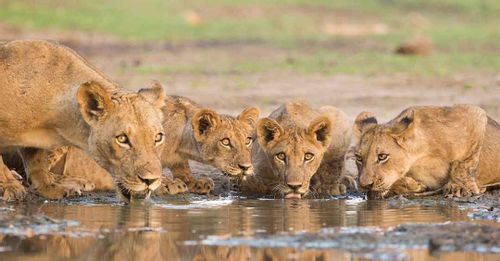 Mana Pools National Park