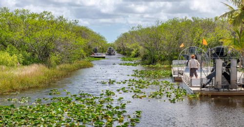 See the wildlife in the Everglades