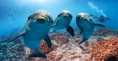 Dolphin Quest