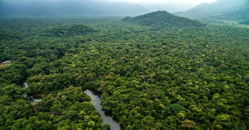 Trek the depths of the Amazon Rainforest to discover its abundant biodiversity