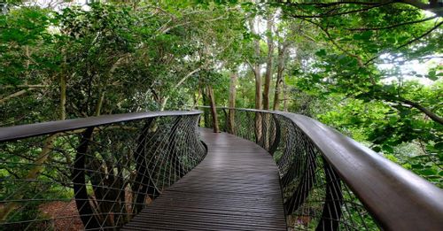 Visit Kirstenbosch, Cape Town, South Africa