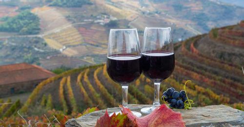Go Wine Tasting in the Douro Valley
