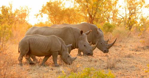 Witness the abundance of rhinos thriving within the Kharma Rhino Sanctuary