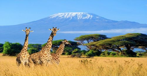Wildlife Watching at Kilimanjaro, Tanzania