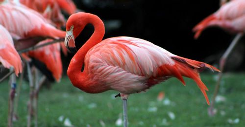 Walk through Flamingo Gardens
