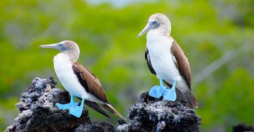 Get up close with animals at the Galapagos Islands
