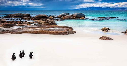 Watch the Penguins at Boulders Beach