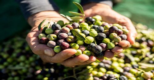 Immerse Yourself in Cypriot Culture at an Olive Farm