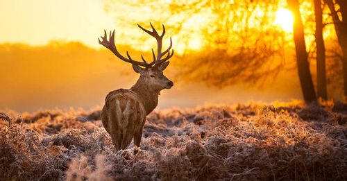 Escape to the Hoge Veluwe National Park