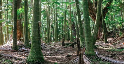 Kona Cloud Forest