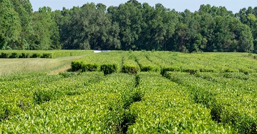 Learn about tea at the Charleston Tea Plantation