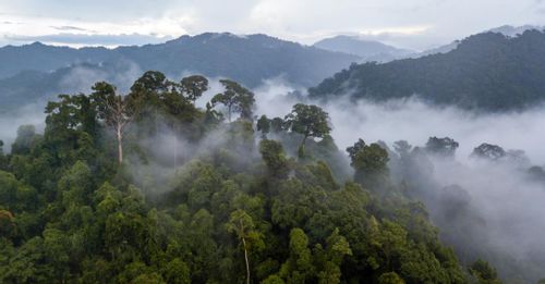 Trek the depths of the Amazon Rainforest to discover its abundant biodiversity