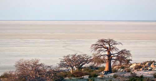 Experience the vast landscape of the Makgadikgadi Salt Pans