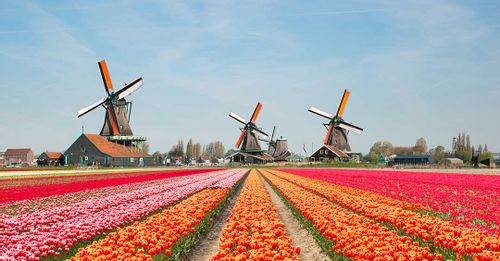 Discover the Windmills of Kinderdijk