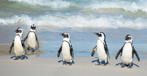 Take a trip to South Africa to see penguins