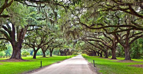 Boone Hall, Middleton Place, and Magnolia Plantations