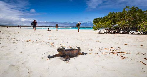 See the turtles at Tortuga Bay