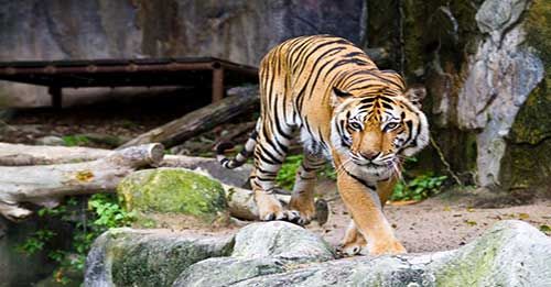 See animals at the Jacksonville Zoo and Gardens