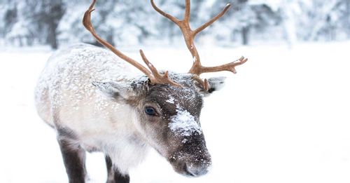 Pay a visit to the Lapland
