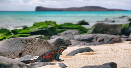 Visit the beaches of San Cristóbal Island when you arrive at the Galápagos Islands