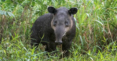 Explore the lush forests of the Mountain Pine Ridge to see the Baird’s Tapirs, Belize’s national animal