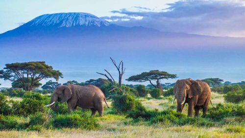 Wildlife Watching at Kilimanjaro, Tanzania