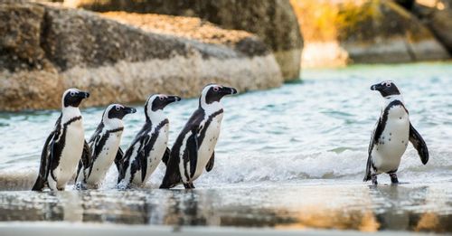 Watch the Penguins at Boulders Beach