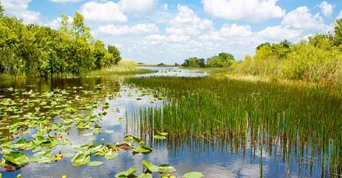 See the wildlife in the Everglades