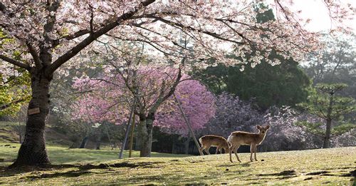 Feed the deer free-roaming in Nara Deer Park