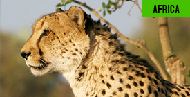 Exclusive: Get Up To $500 Off When You Visit Africa!