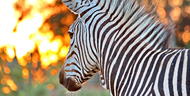 Exclusive: Get Up To $500 Off When You Visit Africa!