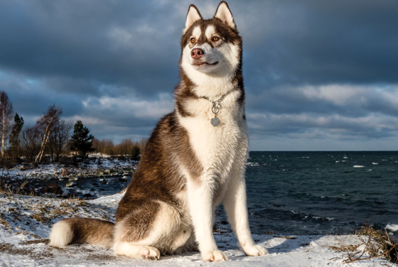 Join an Arctic dog sled champion in Alta