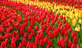 We Answer All Your Questions About Keukenhof Flower Garden